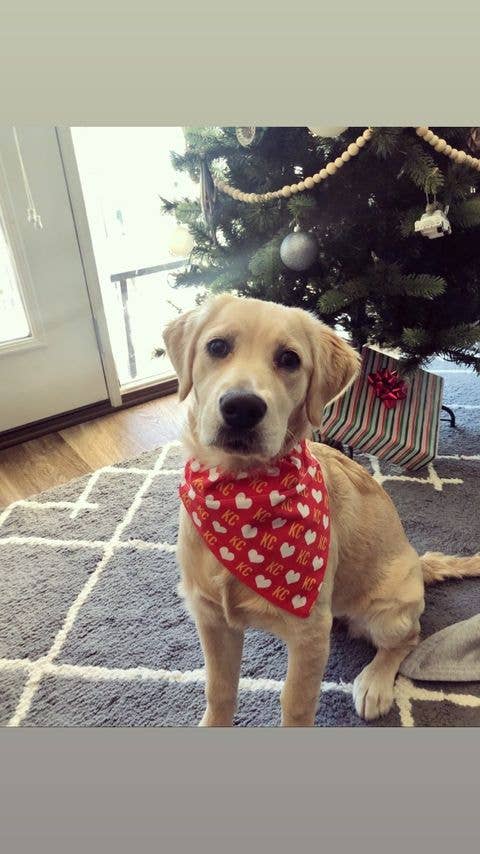 KC Heart Dog Bandana