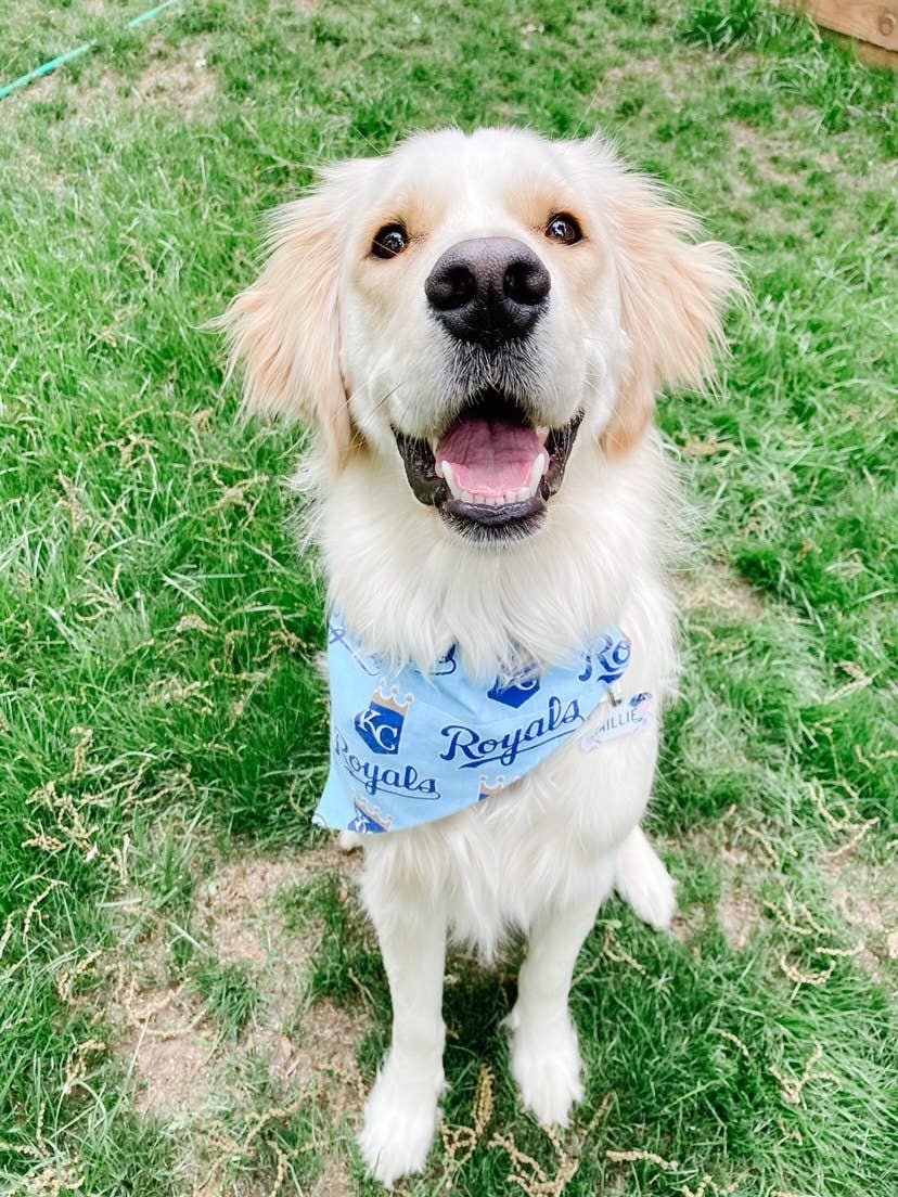 Kansas City Royals Dark Blue Dog Bandana